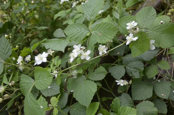 Flor Branca Rubus Ulmifoliuses Uma Espécie Arbusto Aspecto Sarmentoso Família — Fotografia de Stock