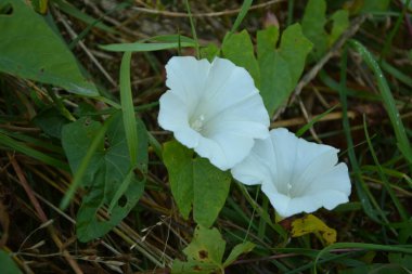 Yukarıdan bir çift çit bağotu (Calystegia sepium) görünümü.