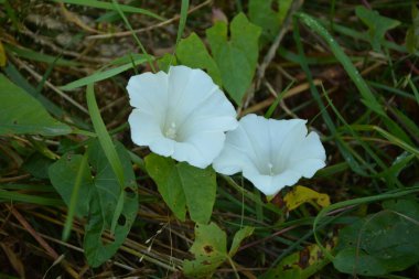 Yukarıdan bir çift çit bağotu (Calystegia sepium) görünümü.