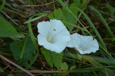 Yukarıdan bir çift çit bağotu (Calystegia sepium) görünümü.