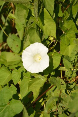Yukarıdan bir çift çit bağotu (Calystegia sepium) görünümü.