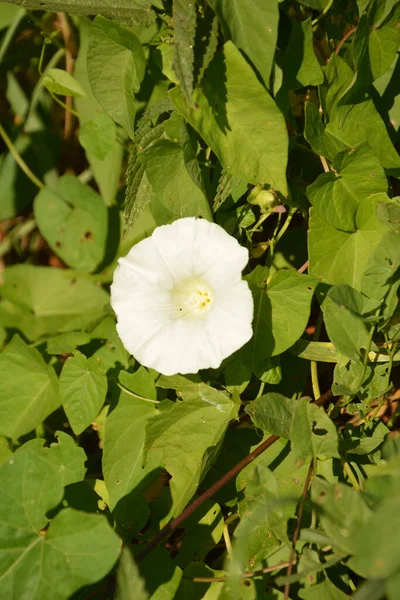 Par Setos Calystegia Sepium Vista Desde Arriba — Foto de Stock