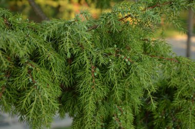 Ardıç. Juniperus Communis. Bir ardıcın dalları. Ardıç meyveleri. Yakın plan. Bahçe.