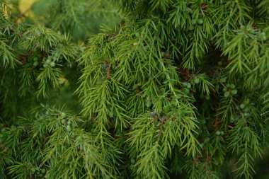 Ardıç. Juniperus Communis. Bir ardıcın dalları. Ardıç meyveleri. Yakın plan. Bahçe.