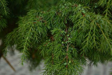 Ardıç. Juniperus Communis. Bir ardıcın dalları. Ardıç meyveleri. Yakın plan. Bahçe.