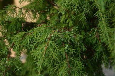 Ardıç. Juniperus Communis. Bir ardıcın dalları. Ardıç meyveleri. Yakın plan. Bahçe.