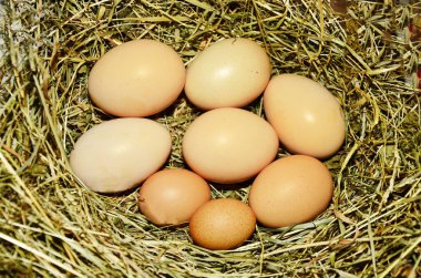 Samanlığın arka planında bir sürü yumurta var. Yuvada taze tavuk yumurtaları. Kırsal bir arka planda sepette bedava yumurta.