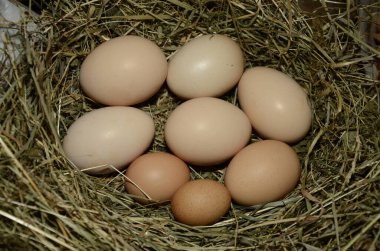Samanlığın arka planında bir sürü yumurta var. Yuvada taze tavuk yumurtaları. Kırsal bir arka planda sepette bedava yumurta.