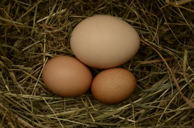 Samanlığın arka planında bir sürü yumurta var. Yuvada taze tavuk yumurtaları. Kırsal bir arka planda sepette bedava yumurta.