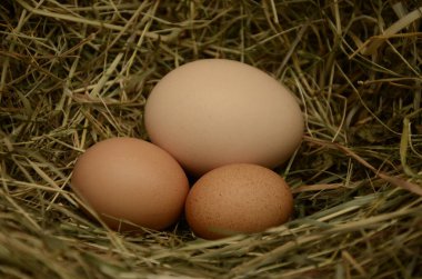 Samanlığın arka planında bir sürü yumurta var. Yuvada taze tavuk yumurtaları. Kırsal bir arka planda sepette bedava yumurta.