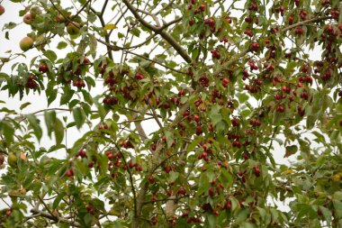 Olgun kırmızı kornelian kirazları sonbahar bahçesinde aynı zamanda kornişler ya da odun ağaçlarıdır. Dogwood meyveleri Cornelian Cherry Dogwood 'un dalında asılı.