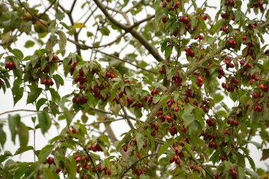 Olgun kırmızı kornelian kirazları sonbahar bahçesinde aynı zamanda kornişler ya da odun ağaçlarıdır. Dogwood meyveleri Cornelian Cherry Dogwood 'un dalında asılı.