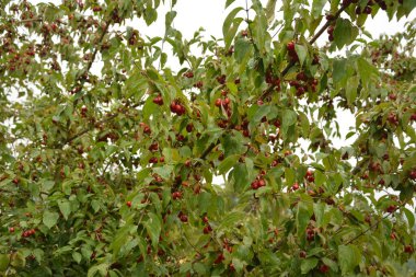 Olgun kırmızı kornelian kirazları sonbahar bahçesinde aynı zamanda kornişler ya da odun ağaçlarıdır. Dogwood meyveleri Cornelian Cherry Dogwood 'un dalında asılı.