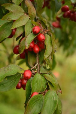 Olgun kırmızı kornelian kirazları sonbahar bahçesinde aynı zamanda kornişler ya da odun ağaçlarıdır. Dogwood meyveleri Cornelian Cherry Dogwood 'un dalında asılı.