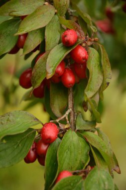 Olgun kırmızı kornelian kirazları sonbahar bahçesinde aynı zamanda kornişler ya da odun ağaçlarıdır. Dogwood meyveleri Cornelian Cherry Dogwood 'un dalında asılı.