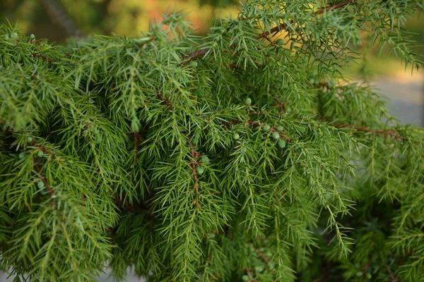 Ardıç. Juniperus Communis. Bir ardıcın dalları. Ardıç meyveleri. Yakın plan. Bahçe.