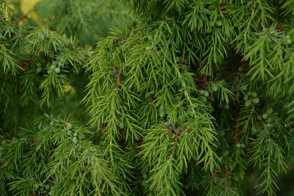 Ardıç. Juniperus Communis. Bir ardıcın dalları. Ardıç meyveleri. Yakın plan. Bahçe.