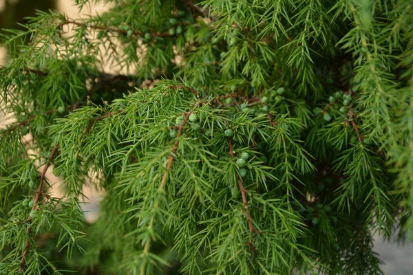 Ardıç. Juniperus Communis. Bir ardıcın dalları. Ardıç meyveleri. Yakın plan. Bahçe.