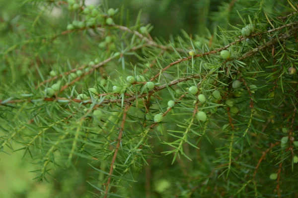 Juniper Juniperus Communis Pobočky Jalovce Jalovcové Bobule Detailní Záběr Zahrada — Stock fotografie
