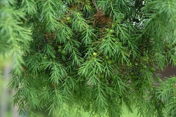 Enebro Juniperus Communis Las Ramas Enebro Bayas Enebro Primer Plano —  Fotos de Stock