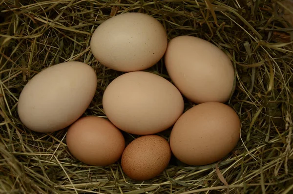 Många Ägg Ligger Bakgrunden Ovanifrån Färska Hönsägg Halm Näst Frigående — Stockfoto