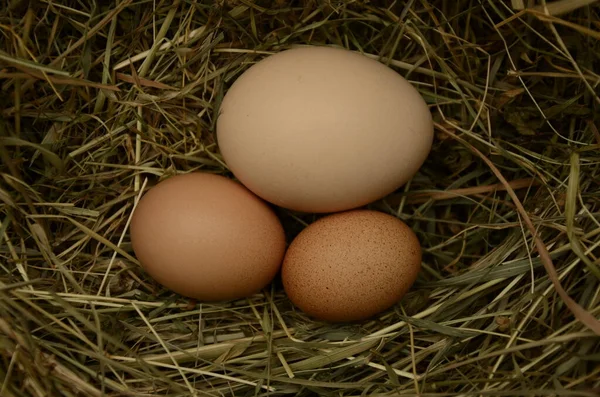 Samanlığın arka planında bir sürü yumurta var. Yuvada taze tavuk yumurtaları. Kırsal bir arka planda sepette bedava yumurta.