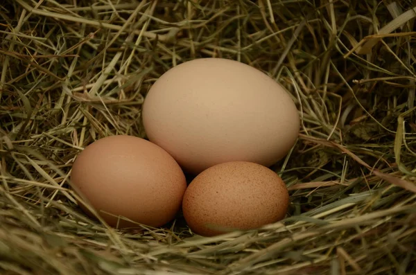Samanlığın arka planında bir sürü yumurta var. Yuvada taze tavuk yumurtaları. Kırsal bir arka planda sepette bedava yumurta.