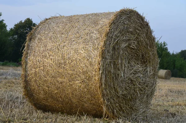 麦畑が収穫され 藁が大きな丸玉になっています — ストック写真
