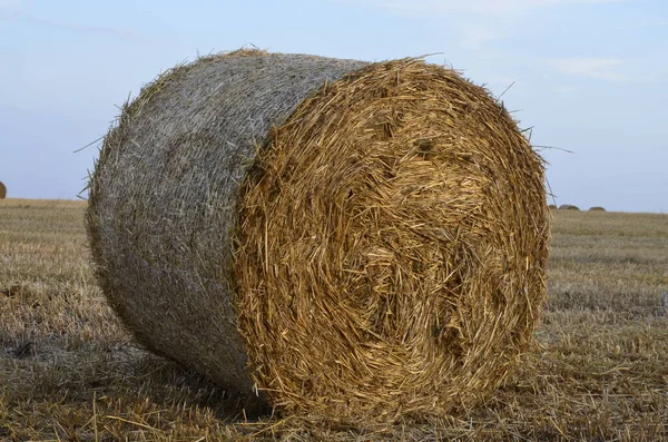 Campo Cebada Cosechada Con Paja Embalada Grandes Fardos Redondos — Foto de Stock