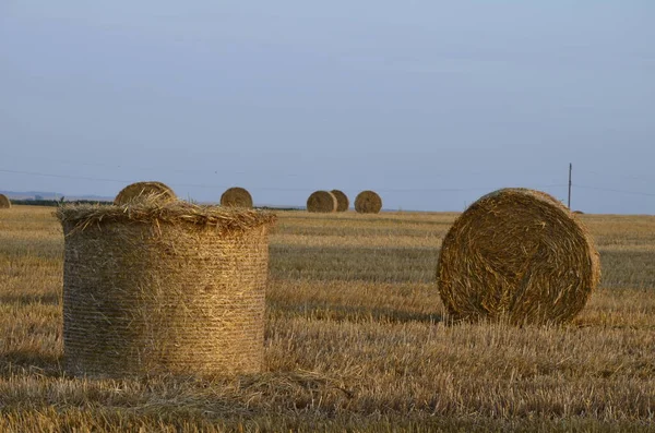 Zbiorcze Pole Jęczmienne Słomą Prasowaną Dużych Bel Okrągłych — Zdjęcie stockowe