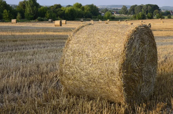 麦畑が収穫され 藁が大きな丸玉になっています — ストック写真