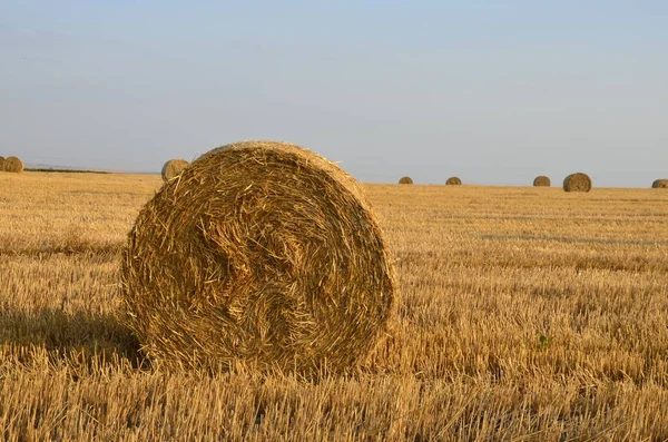 Campo Cebada Cosechada Con Paja Embalada Grandes Fardos Redondos —  Fotos de Stock