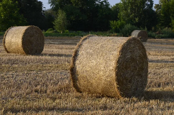 Campo Cebada Cosechada Con Paja Embalada Grandes Fardos Redondos — Foto de Stock