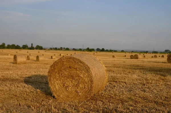 Campo Cebada Cosechada Con Paja Embalada Grandes Fardos Redondos — Foto de Stock