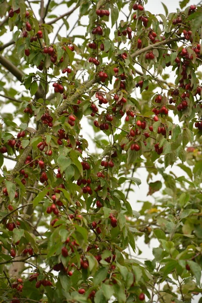 Olgun Kırmızı Kornelian Kirazları Sonbahar Bahçesinde Aynı Zamanda Kornişler Odun — Stok fotoğraf