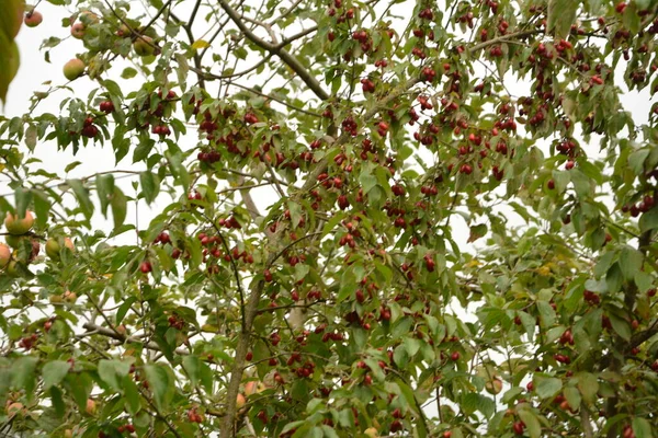 Olgun kırmızı kornelian kirazları sonbahar bahçesinde aynı zamanda kornişler ya da odun ağaçlarıdır. Dogwood meyveleri Cornelian Cherry Dogwood 'un dalında asılı.