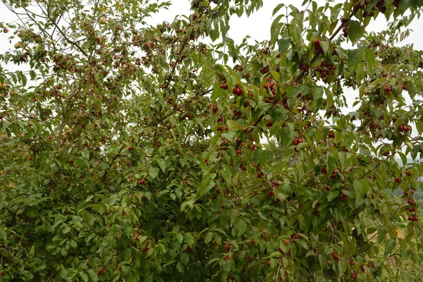 Olgun kırmızı kornelian kirazları sonbahar bahçesinde aynı zamanda kornişler ya da odun ağaçlarıdır. Dogwood meyveleri Cornelian Cherry Dogwood 'un dalında asılı.