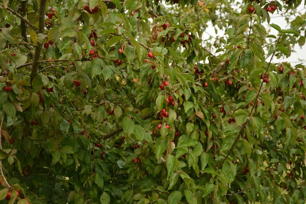 stock image Ripe red cornelian cherries also cornel or dogwood in autumn garden. Dogwood berries are hanging on branch of Cornelian Cherry Dogwood