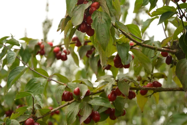 Ωριμότητα Κόκκινα Κεράσια Cornelian Επίσης Cornel Dogwood Κήπο Φθινόπωρο Βατόμουρα — Φωτογραφία Αρχείου
