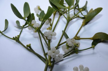 Bitki ve bitkilerin botanik koleksiyonu, Viscum albümü veya yazın Avrupa ökse otu parazit bitkisi