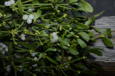 Bitki ve bitkilerin botanik koleksiyonu, Viscum albümü veya yazın Avrupa ökse otu parazit bitkisi