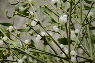Bitki ve bitkilerin botanik koleksiyonu, Viscum albümü veya yazın Avrupa ökse otu parazit bitkisi