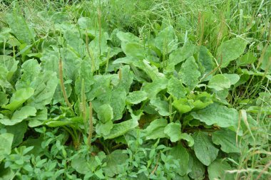 Değerli bir tıbbi tesis. Bahçıvanlık. Yeşil yapraklar, çalılar. Plantain. Bitki Major, Plantagenaceae familyasının daimi bitkisi.