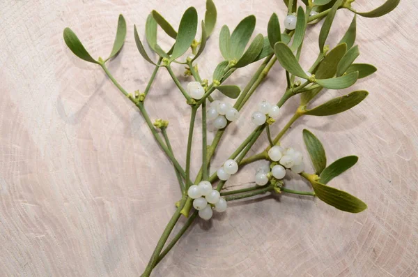 Botanical collection of medicinal or decorative plants and herbs, Viscum album or European mistletoe parasitic plant in summer