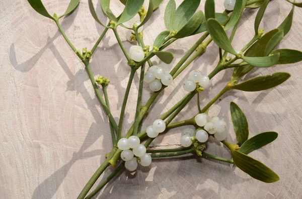 Botanical collection of medicinal or decorative plants and herbs, Viscum album or European mistletoe parasitic plant in summer