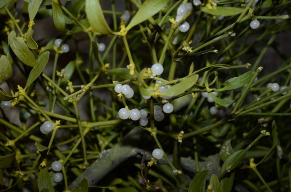 Botanical Collection Medicinal Decorative Plants Herbs Viscum Album European Mistletoe — Stock Photo, Image