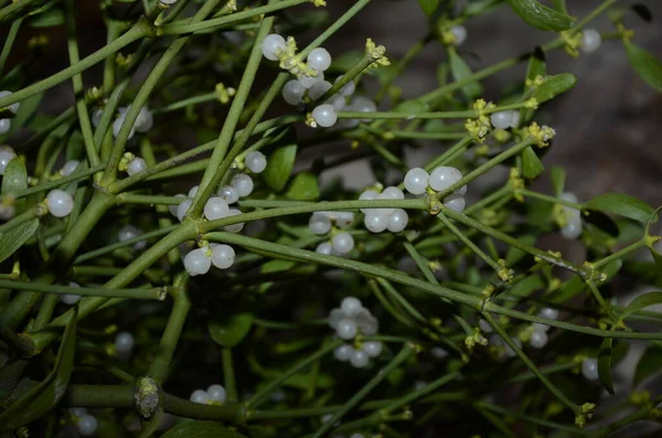 Botanical Collection Medicinal Decorative Plants Herbs Viscum Album European Mistletoe — Stock Photo, Image
