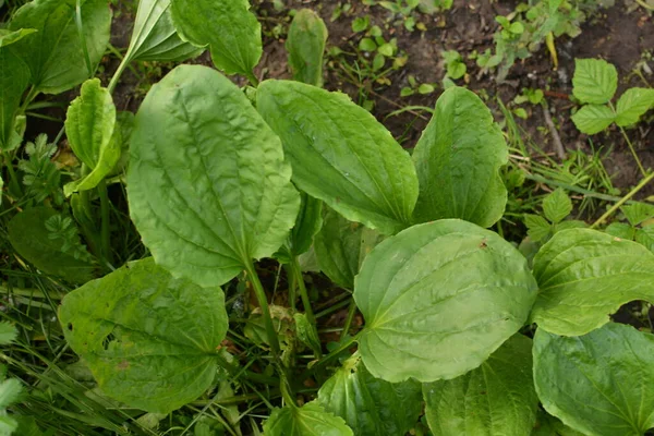 Värdefull Medicinalväxt Trädgårdsarbete Gröna Löv Buskar Plantain Plantago Major Perenn — Stockfoto