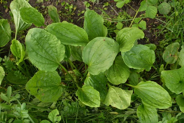 Cenna Roślina Lecznicza Ogrodnictwo Zielone Liście Krzaki Kurtyna Plantago Major — Zdjęcie stockowe