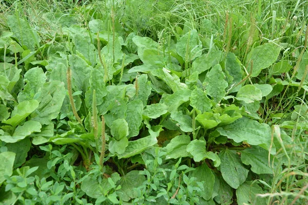 貴重な薬用植物 ガーデニング 緑の葉 飛行機 プランタゴ科の多年草であるプランタゴ科 — ストック写真